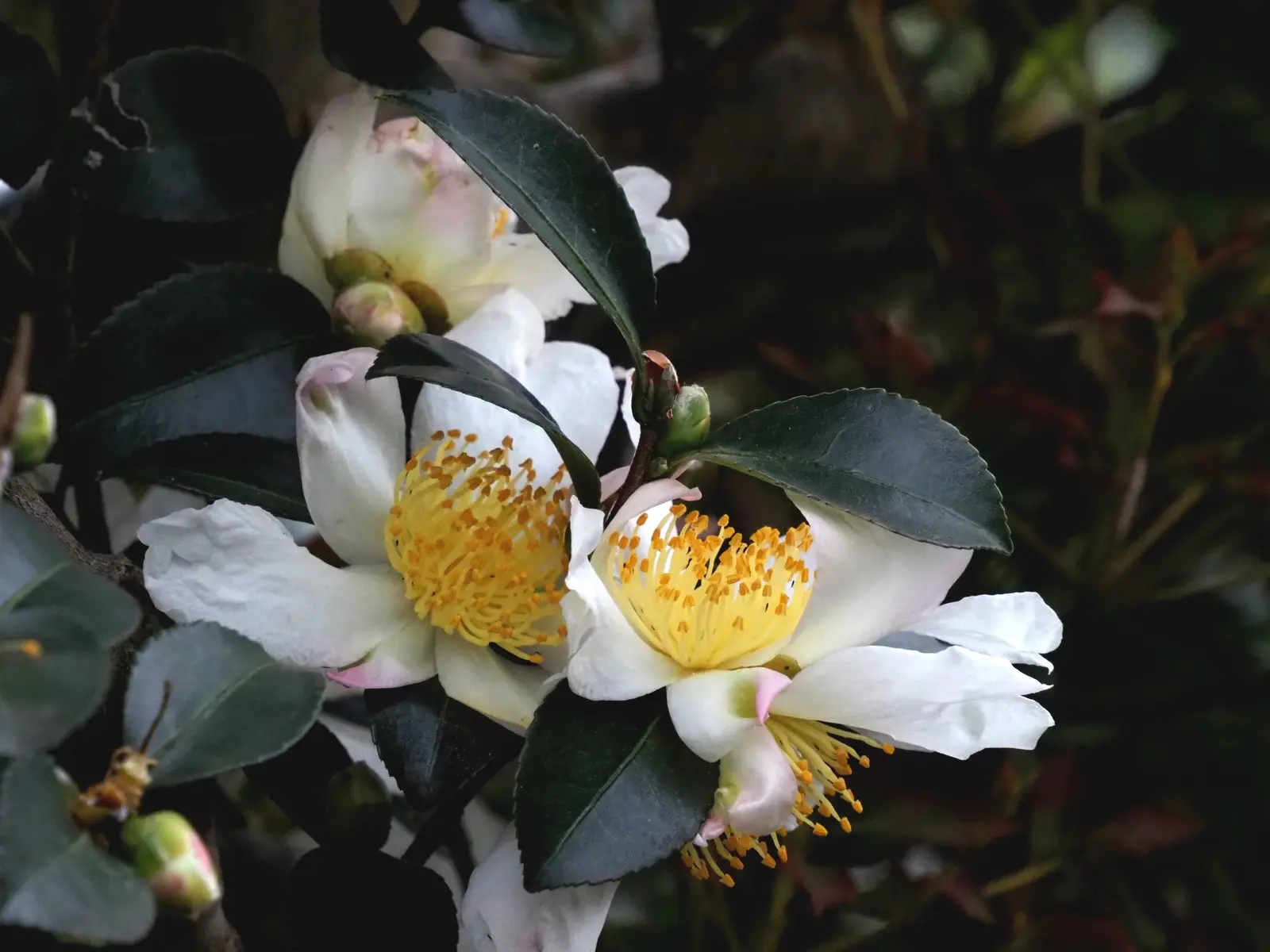 山茶花の写真