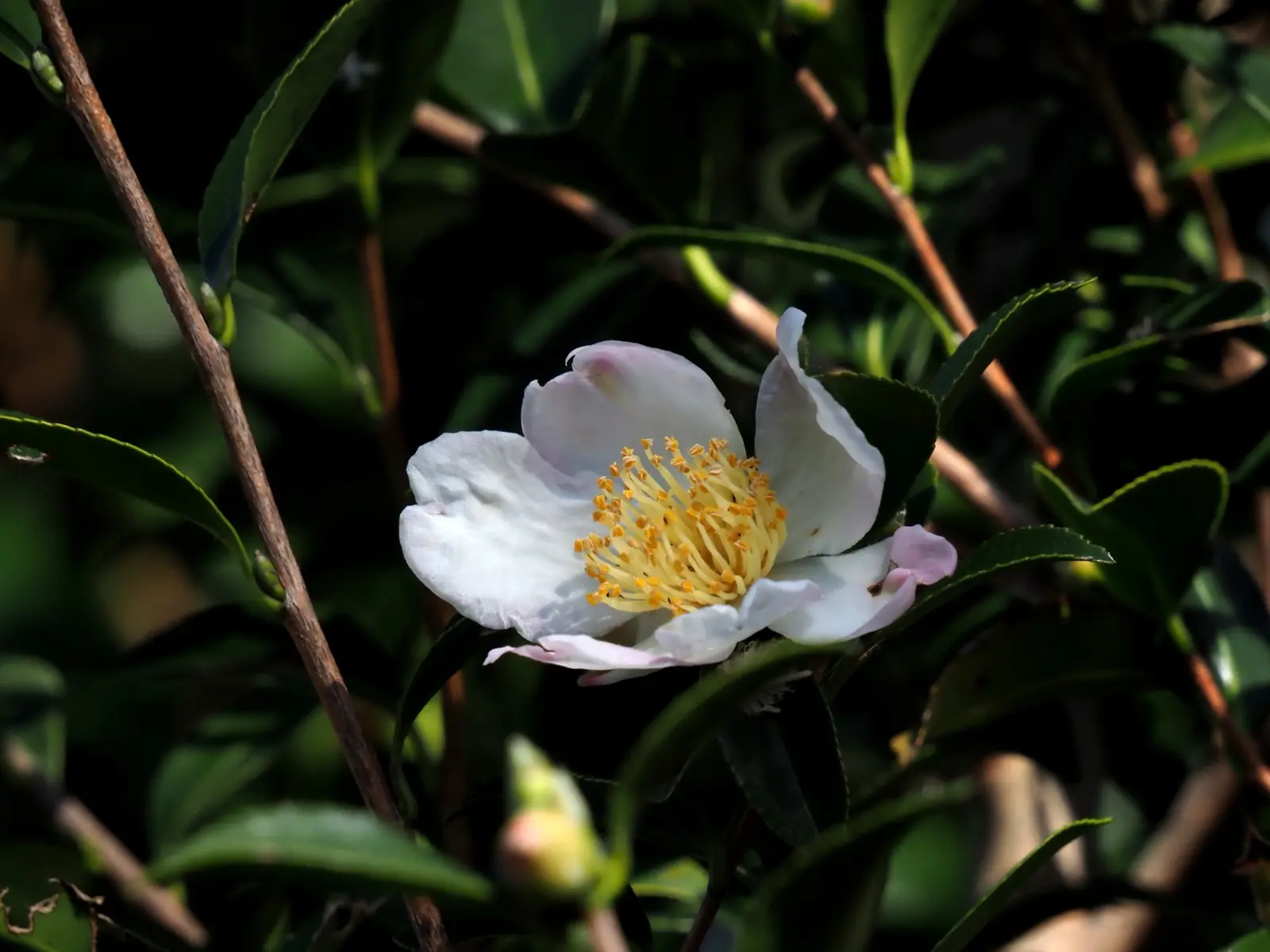 早くも山茶花の写真