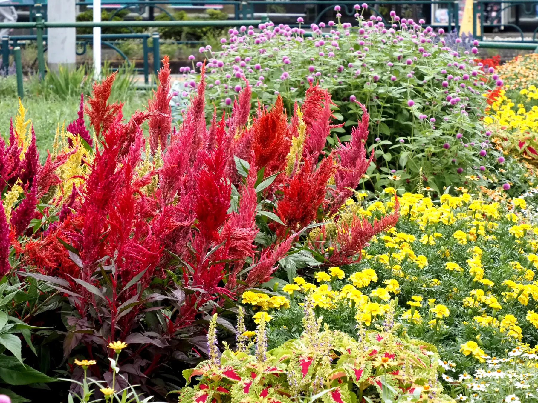 町内会の花壇の写真