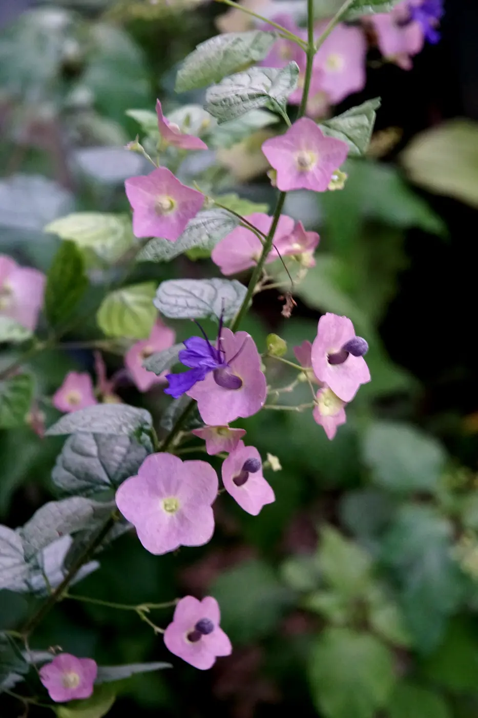 晩夏の花だよりの代表写真