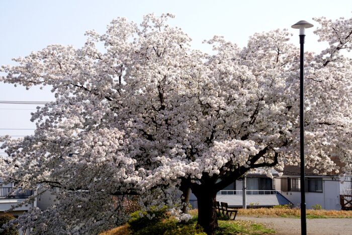 清龍寺公園のソメイヨシノ